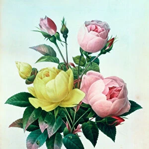 Rosa Lutea and Rosa Indica, from Les Choix des Plus Belles Fleurs, 1827