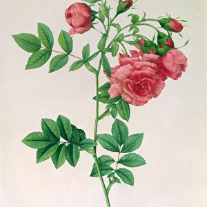 Rosa Rapa