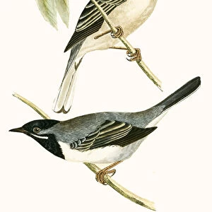 Old World Warblers Collection: Rueppells Warbler