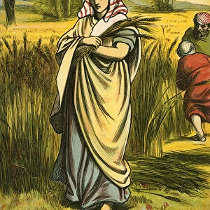 Ruth gleaning