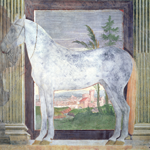 Sala dei Cavalli, detail showing a portrait of a grey horse from the stables of Ludovico