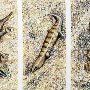 S Collection: Sandfish