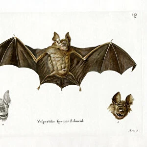 Hipposideridae Glass Frame Collection: Schneiders Leaf-nosed Bat