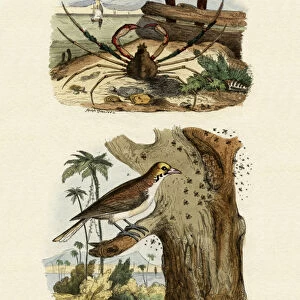 Honeyguides Mounted Print Collection: Related Images