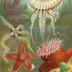 Sea Jellies and Sea Stars
