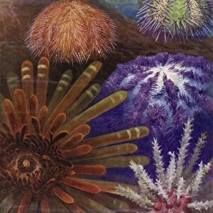 Some Sea Urchins (colour litho)