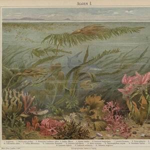 Seaweed (colour litho)