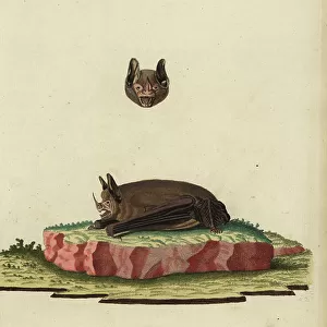 Phyllostomidae Poster Print Collection: Sebas Short-tailed Bat