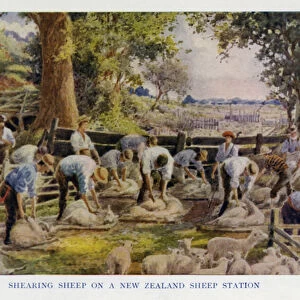 Sheep shearers working on a New Zealand sheep station (colour litho)