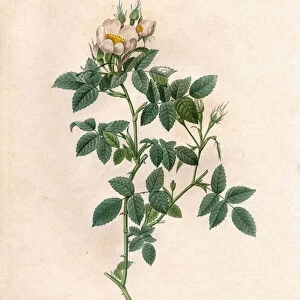 Shiny leaved dog rose, Rosa canina variety, Canine rose with shiny leaves. Handcoloured stipple copperplate engraving from Pierre Joseph Redoutes "Les Roses, "Paris, 1828
