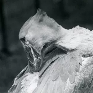A Shoebill preening its feathers at London Zoo in 1926 (b / w photo)