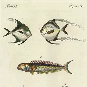 T Jigsaw Puzzle Collection: Tilefish