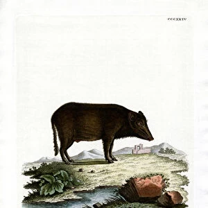 Siamese Wild Boar (coloured engraving)