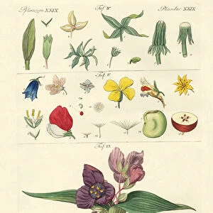 Single flower parts (coloured engraving)