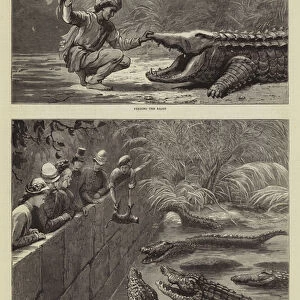 Sketches from India, the Sacred Alligators at Muggur Talao, Scinde (engraving)