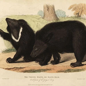 Sloth bear, Melursus ursinus. Vulnerable