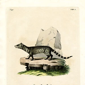 Viverridae Premium Framed Print Collection: Small Indian Civet