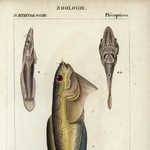 S Collection: Snailfish