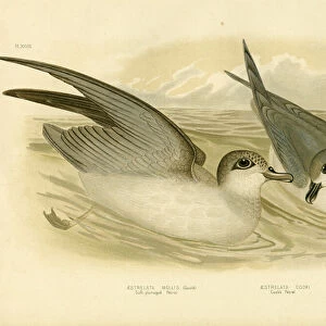 Petrels Mounted Print Collection: Soft Plumaged Petrel