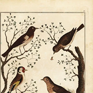 Songbirds: woodlark, linnet, goldfinch, sky lark. 1792 (engraving)