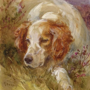 A Spaniel (w / c and bodycolour on paper)