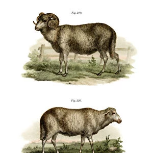 Spanish Sheep, 1860 (colour litho)