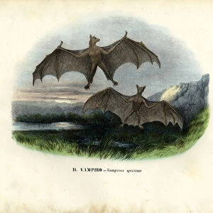 Phyllostomidae Collection: Spectral Bat