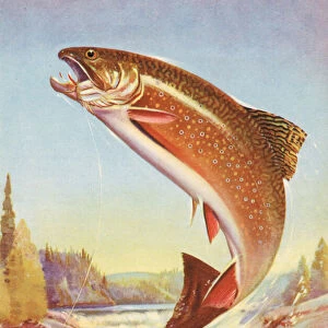 Sport Fishing: Leaping Brook Trout, 1950 (colour litho)
