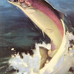 Sport Fishing: Leaping Rainbow Trout, 1950 (colour litho)