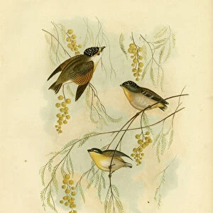 Pardalotes Collection: Red Browed Pardalote