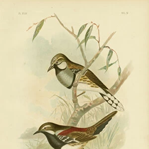Spotted Ground-Thrush, 1891 (colour litho)