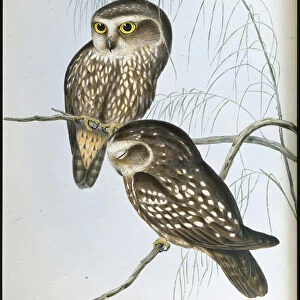 Spotted Owl (Athene Maculata) (hand-coloured litho)