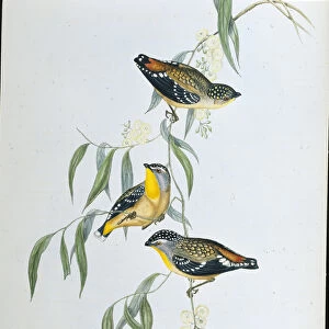 Passerines Collection: Pardalotes