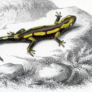 Mole Salamanders Collection: Spotted Salamander