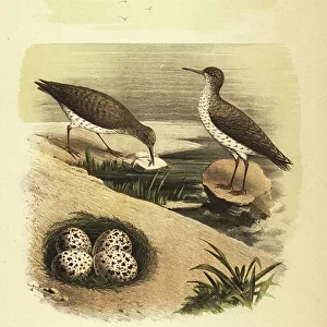 Sandpipers Collection: Spotted Sandpiper
