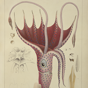 Squid, Pl. 2 from Histoire Naturelle Generale et Particuliere des Cephalopodes