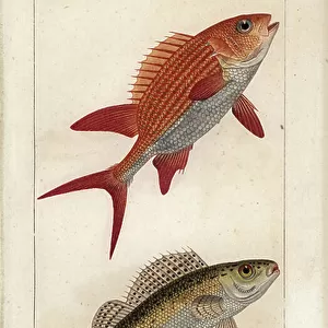 R Framed Print Collection: Ruffe