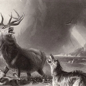 The Stag at Bay (engraving)