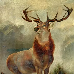Stag At Bay (oil on canvas)
