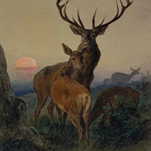 A Stag with a Deer in a Wooded Landscape at Sunset, 1865 (w / c)