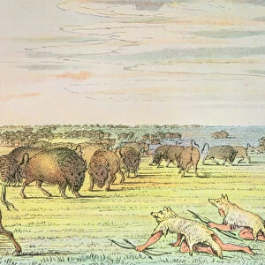 Stalking buffalo (colour litho)