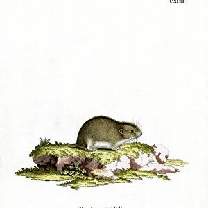 Cricetidae Collection: Lemming Vole