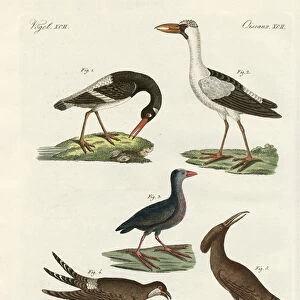Oystercatchers Collection: African Oystercatcher