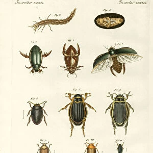 Whirligig Beetles