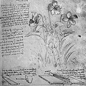 Studies of Violas (Viola odorata and Viola canina), fol. 14r from Manuscript B, c