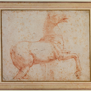 Study of one of the Quirinal Marble Horses, c. 1515-17 (red chalk)