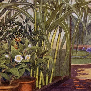 Sugar-cane, tea-plant, and coffee-plant (colour litho)