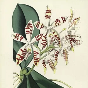 Cercopithecidae Collection: Sumatrana