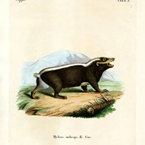 Sunda Stink-badger
