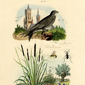 Swift, 1833-39 (coloured engraving)